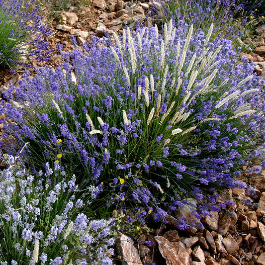 Lavender Organic Essential Oil 10ml