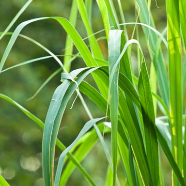 Lemongrass Organic Essential Oil 10ml
