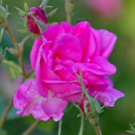 Rose Absolute Essential Oil 2.5g