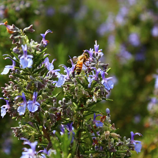 Rosemary Organic Essential Oil 10ml