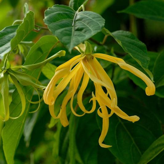 Ylang Ylang Organic Essential Oil 5ml