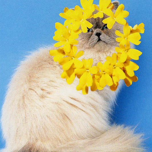 The Cat Oracle