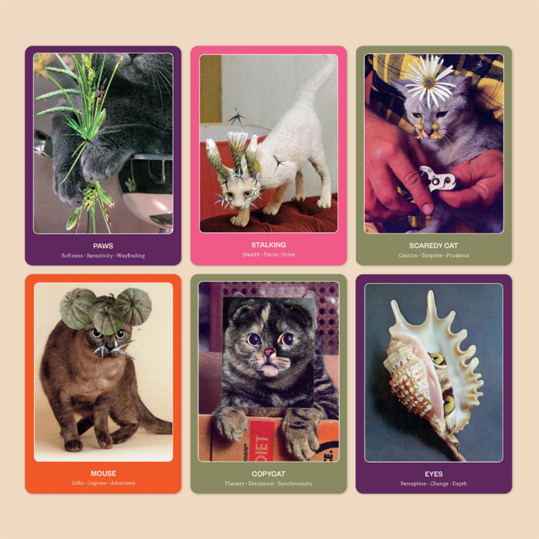 The Cat Oracle