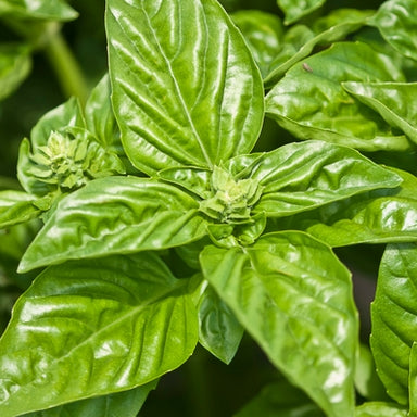 Basil Organic Essential Oil 5ml