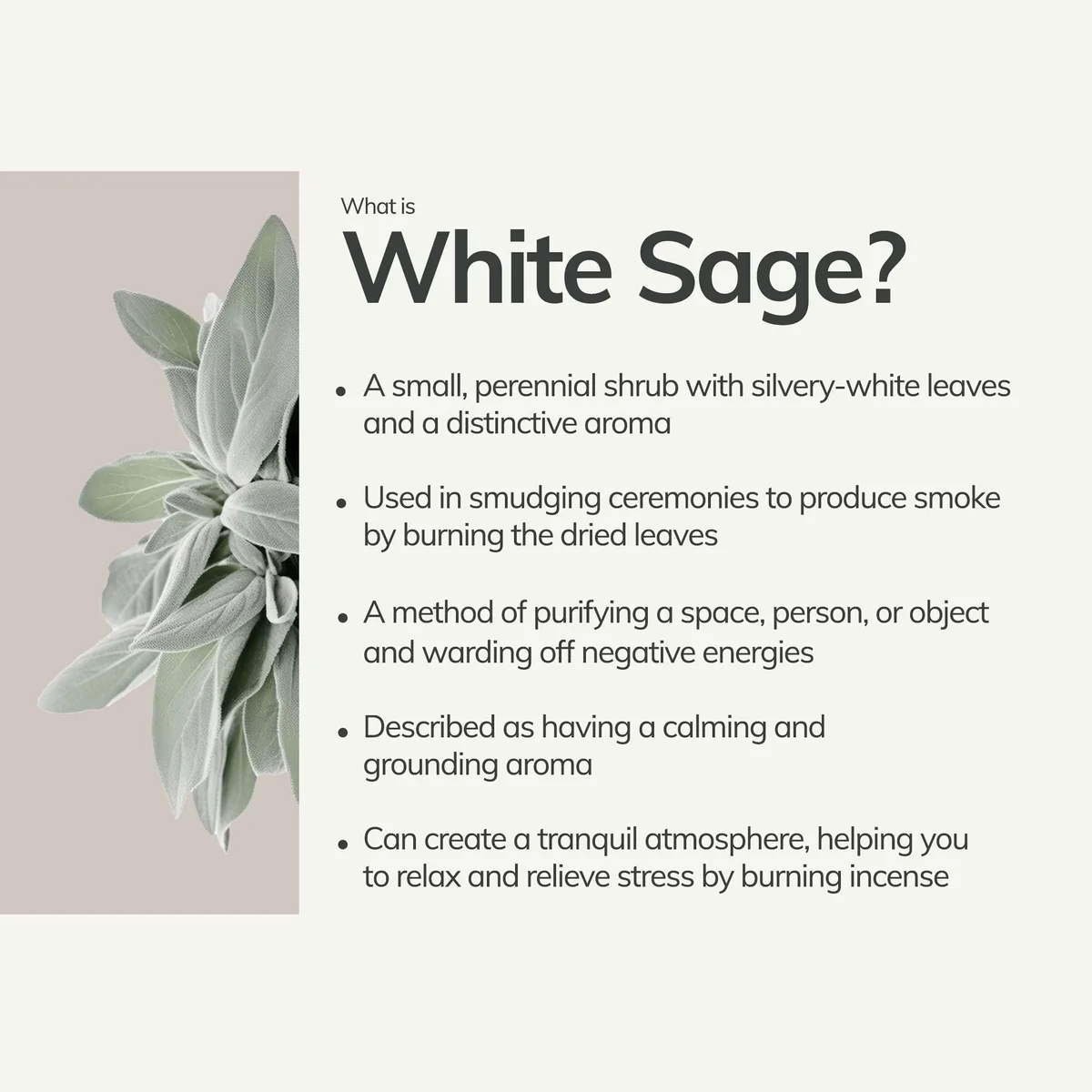 White Sage Handrolled Incense Stick