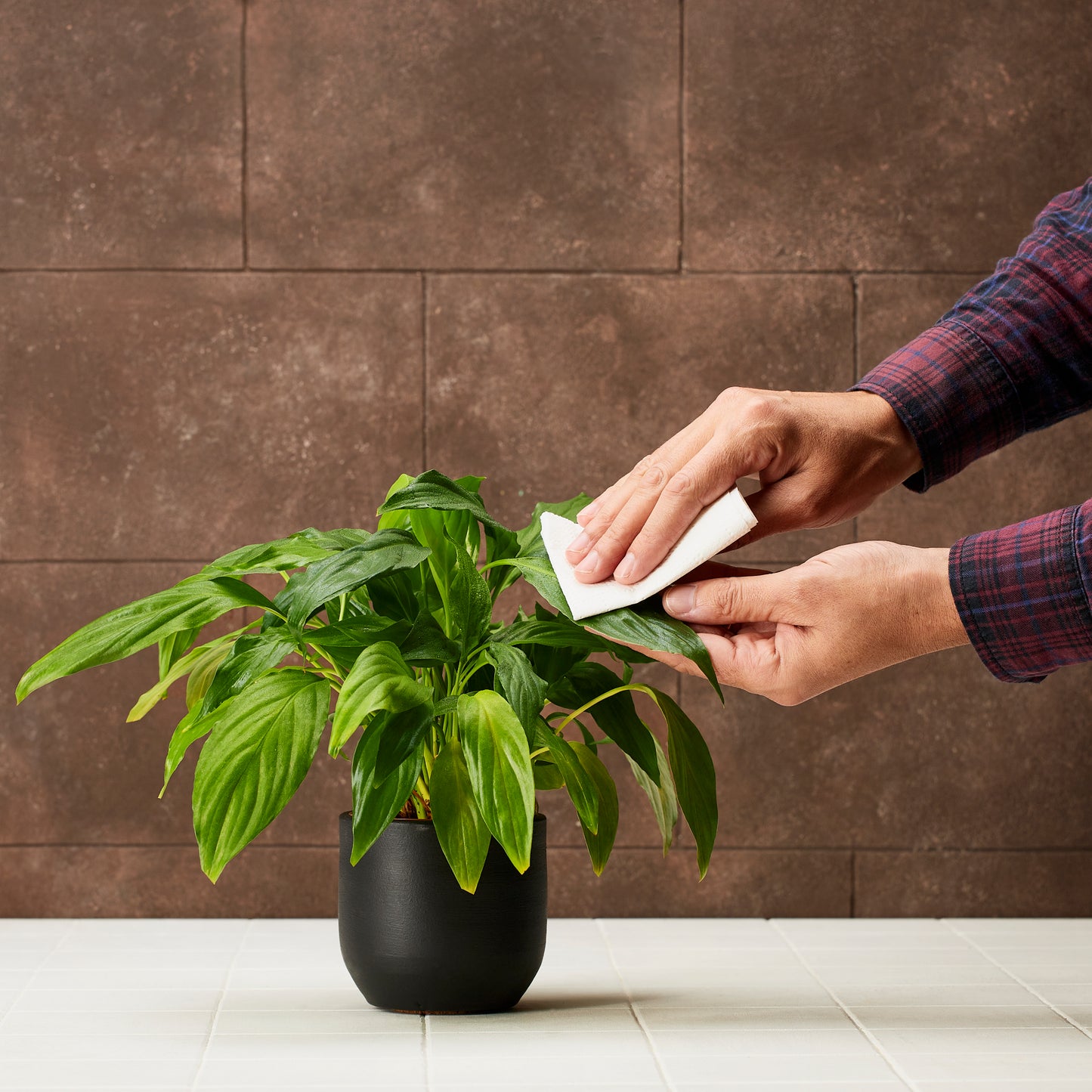 House Plant Leaf Cleanser with Olive Oil Soap