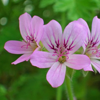 Geranium Bourbon Organic Essential Oil 5ml