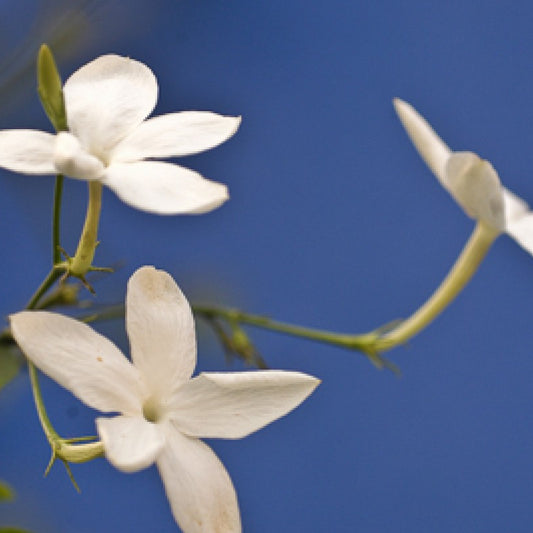 Jasmin Absolute Essential Oil 2.5g