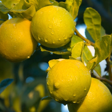 Lemon Organic Essential Oil 10ml