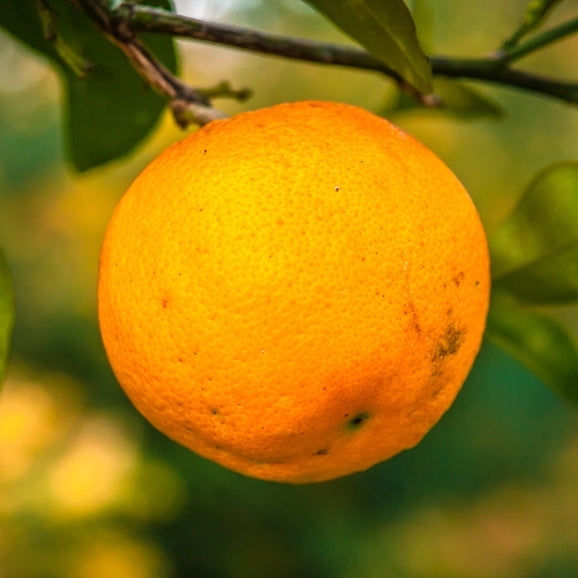 Orange Organic Essential Oil 10ml