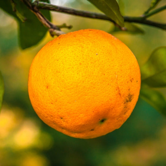 Orange Organic Essential Oil 10ml
