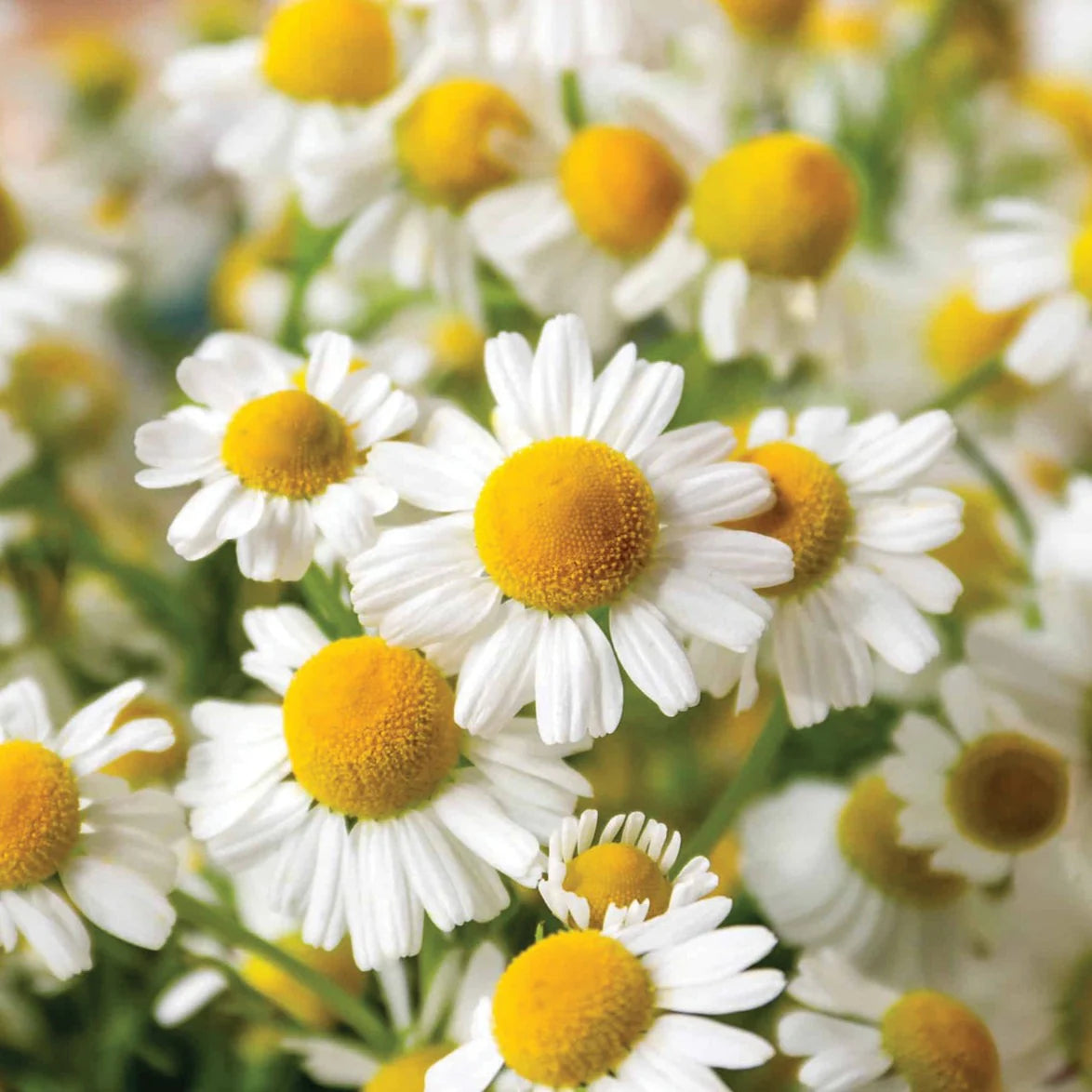 Camomile Roman Organic Essential Oil 2.5g