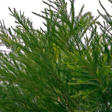 Tea Tree Organic Essential Oil 20ml