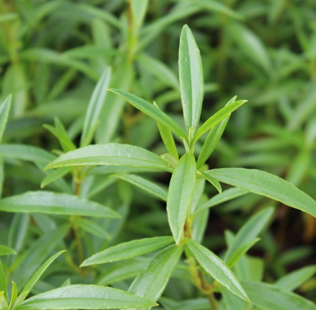 Cistus _ Essential Oil