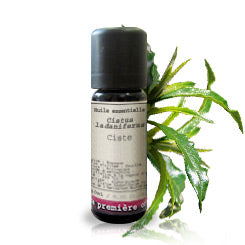 Cistus _ Essential Oil