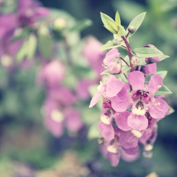 Clary Sage _ Essential Oil