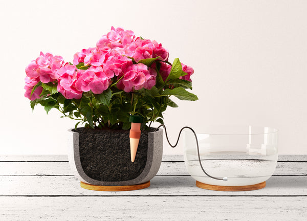 Watering Indoor Plants _ Classic or Classic XL