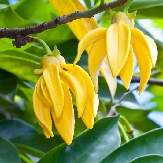 First Ylang-ylang _ Essential Oil