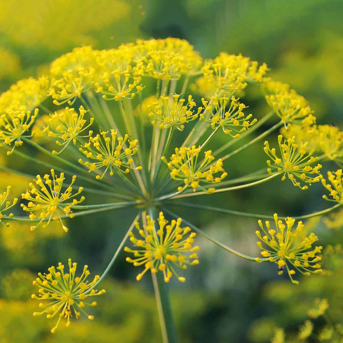 Galbanum _ Essential Oil