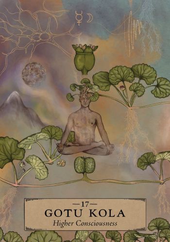 The Herbal Astrology Oracle _ Deck & Guidebook