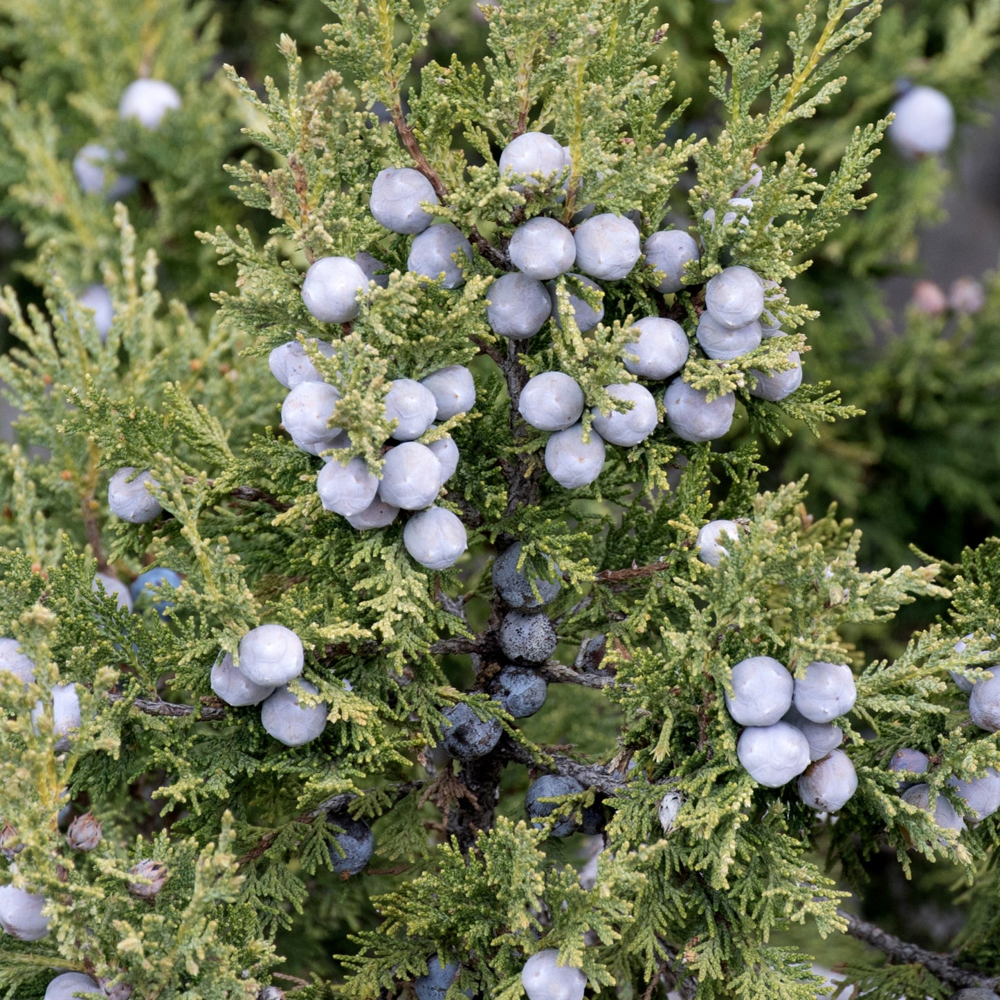 Juniper _ Essential Oil