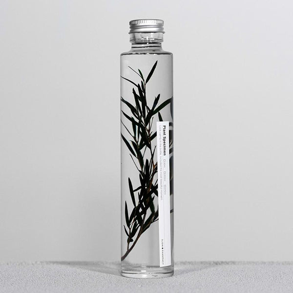 Plant in Bottle 200ml _ Melaleuca Alternifolia