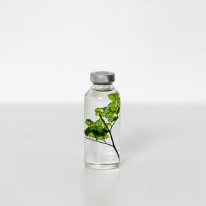 Plant in Bottle 30ml _ Adiantum Tenerum