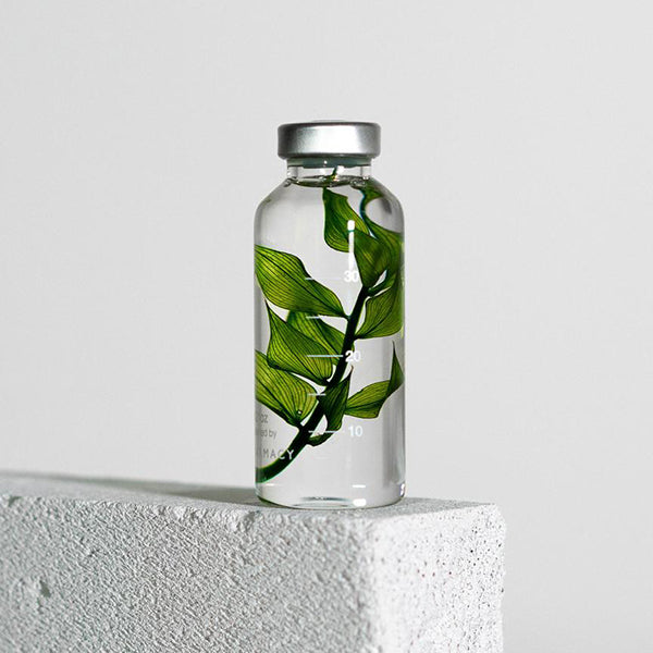 Plant in Bottle 30ml _ Ruscus Aculeatus