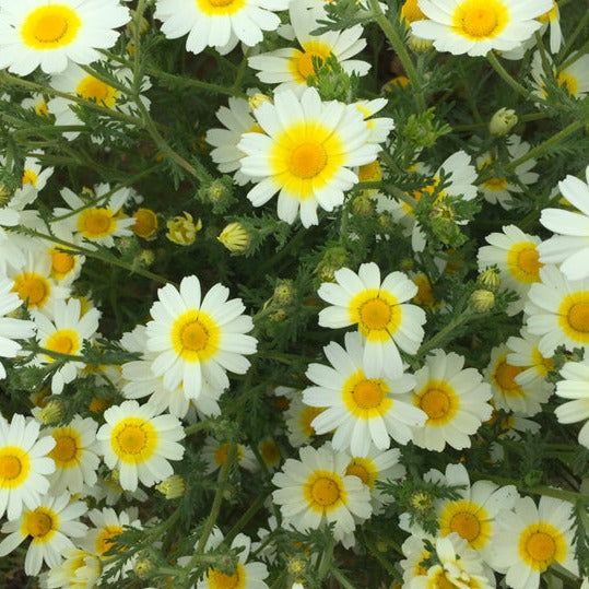 Roman Chamomile _ Essential Oil